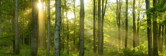 Sostenibilitat ambiental